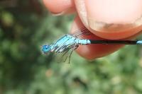 Erythromma lindenii