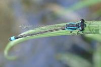 Ischnura elegans