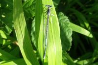 Platycnemis pennipes