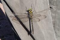 Cordulegaster boltonii