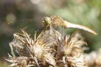 Sympetrum meridionale