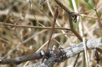Sympecma fusca