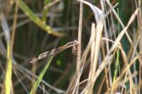 Sympecma fusca