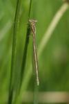 Platycnemis pennipes