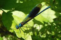 Calopteryx splendens