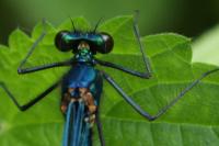Calopteryx splendens