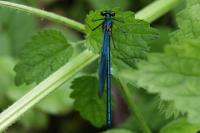 Calopteryx splendens