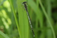 Platycnemis pennipes