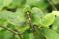 Gomphus vulgatissimus