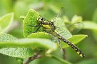 Gomphus vulgatissimus