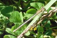 Platycnemis pennipes