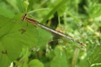 Platycnemis pennipes