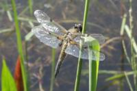Libellula quadrimaculata