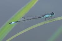 Ischnura elegans