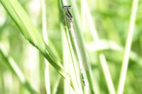 Platycnemis pennipes