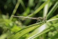 Platycnemis pennipes