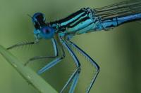 Platycnemis pennipes