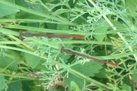 Ceriagrion tenellum