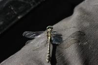 Gomphus vulgatissimus