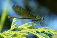 Calopteryx splendens