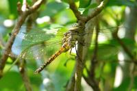 Aeshna affinis