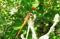 Sympetrum sanguineum