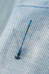 Coenagrion scitulum