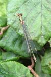 Chalcolestes viridis