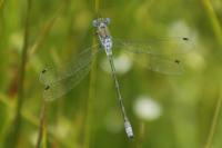Lestes dryas