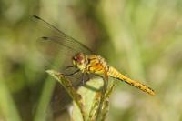 Sympetrum sanguineum