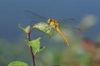 Sympetrum meridionale