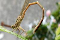 Sympecma fusca
