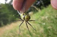 Onychogomphus forcipatus