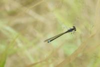 Ischnura elegans