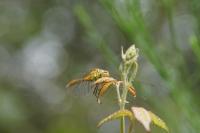 Sympetrum meridionale