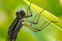 Sympecma fusca