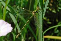 Lestes barbarus
