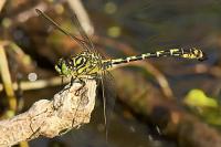Onychogomphus forcipatus