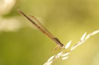Sympecma fusca