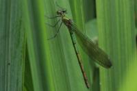 Calopteryx splendens