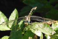 Onychogomphus uncatus