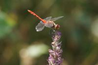 Sympetrum sanguineum