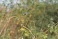 Anax imperator