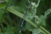 Platycnemis pennipes
