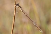 Sympecma fusca