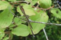 Sympecma fusca