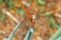 Sympetrum striolatum