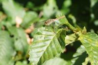 Sympetrum striolatum