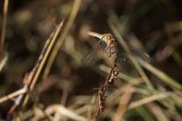 Sympetrum meridionale