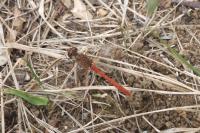 Sympetrum sanguineum